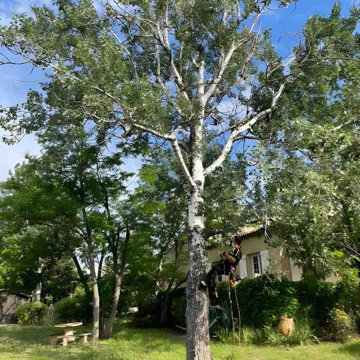 Travaux d'élagage Var