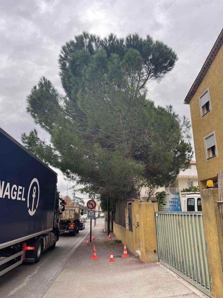 Travaux d'élagage, La Crau