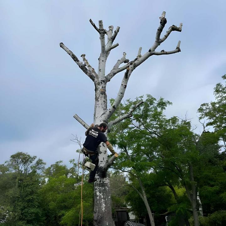 Sollicitez-nous pour éliminer les branches dangereuses ou encombrantes et pour modifier la forme des arbres au sein de votre propriété dans le Var